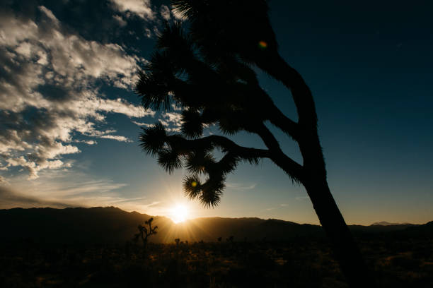 Sunset in the desert in early December with dramatic shadows