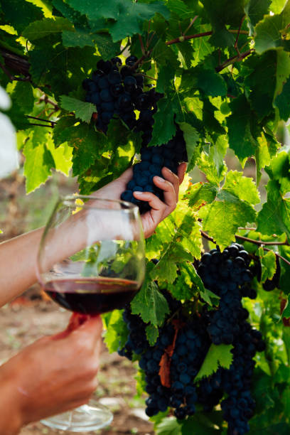 istock bunches of ripe grapes for wine before harvest 1296017811
