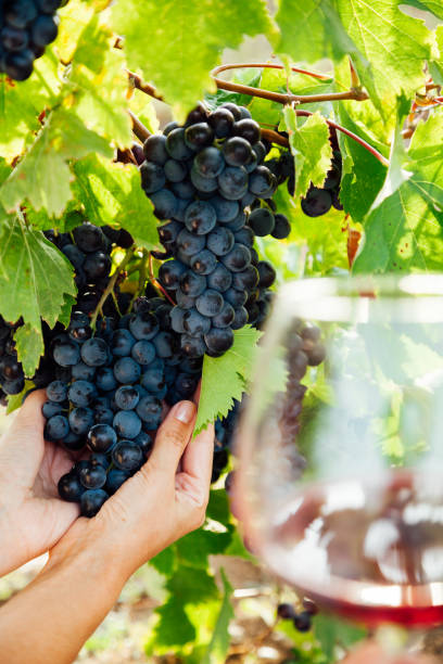 istock bunches of ripe grapes for wine before harvest 1296017838