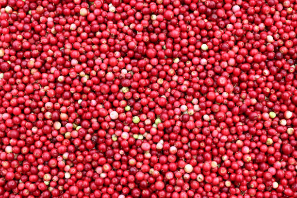 istock Cranberries - small red acid berries used in cooking 1296018609