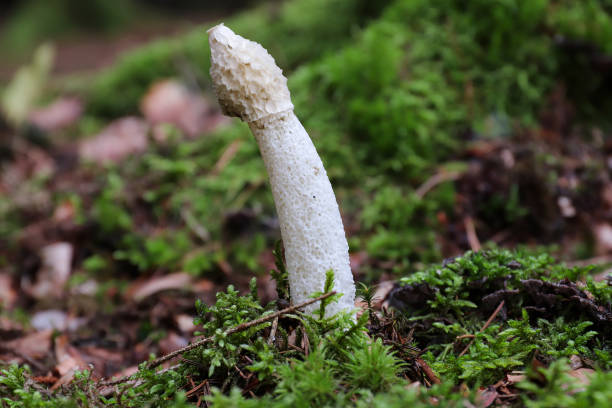 Fresh Phallus Impudicus Phallus Impudicus - common stinkhorn - mushroom is not poisonous, but only very fresh mushrooms are consumed phallus shaped stock pictures, royalty-free photos & images