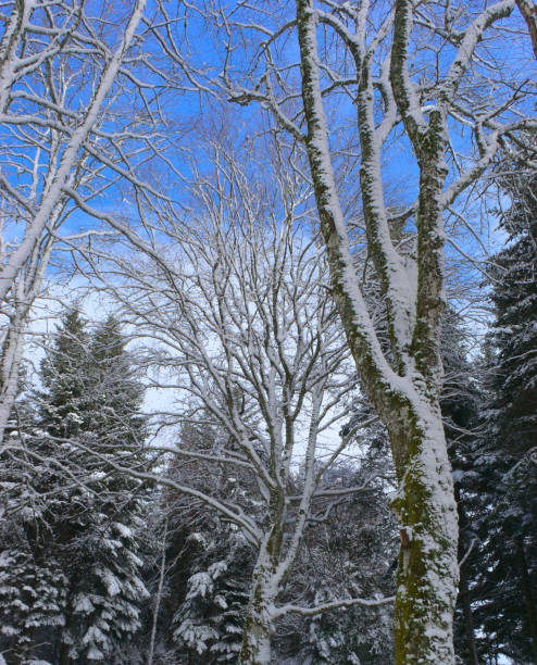 istock forest, snowy winter landscape in Auvergne 1296018758
