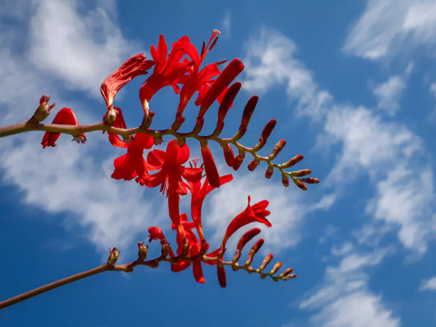 istock Red Crocosmia, Montbretia Flower on a Blue Sky with Clouds 1296023933