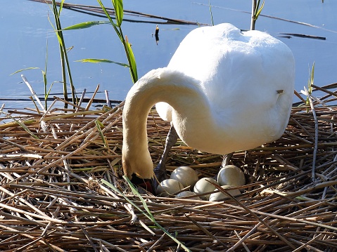 A white mute swan sits on the edge of its nest containing white swan eggs. A river can be seen behind the nest.