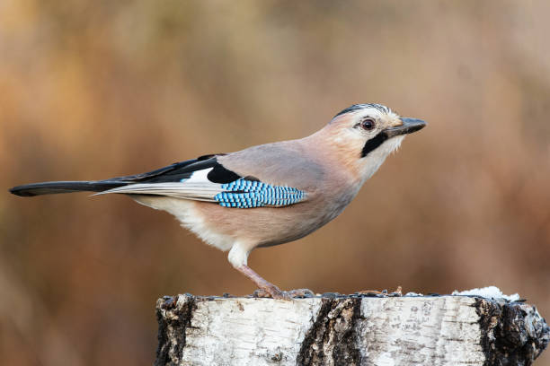 istock Eurasian Jay Garrulus glandarius, sitting on a stump in a beautiful light 1296027190