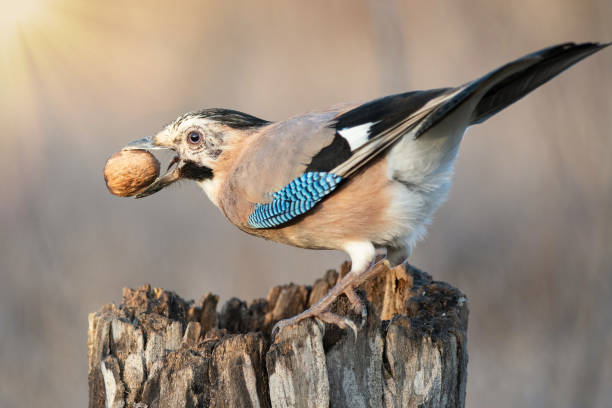 istock Eurasian Jay Garrulus glandarius sitting on a stump with a nut in its beak 1296027215