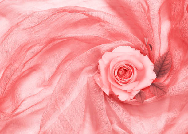 istock Peach rose flower and leaves on draped textile 1296027242