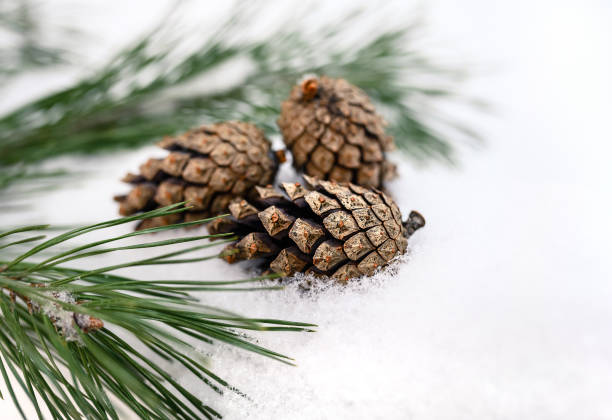 istock Fir cone on a branch with needles on a winter blurred background 1296027426