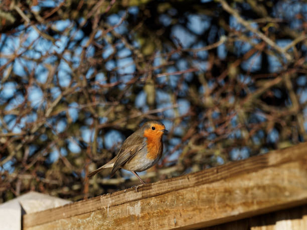 istock A European Robin (Erithacus rubecula) perched on wooden fence panel 1296028127