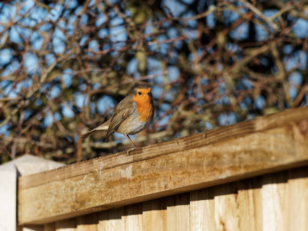 istock A European Robin (Erithacus rubecula) perched on wooden fence panel 1296028141