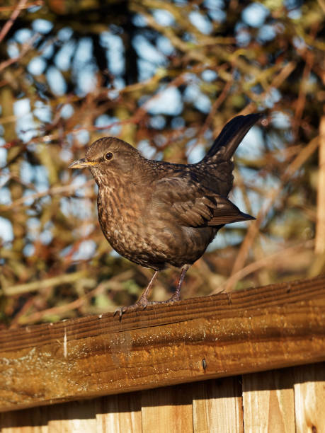 istock A female Blackbird (Turdus merula) perched on a wooden fence panel 1296028259