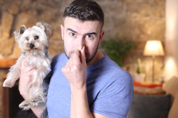 Man complaining about dog smell stock photo