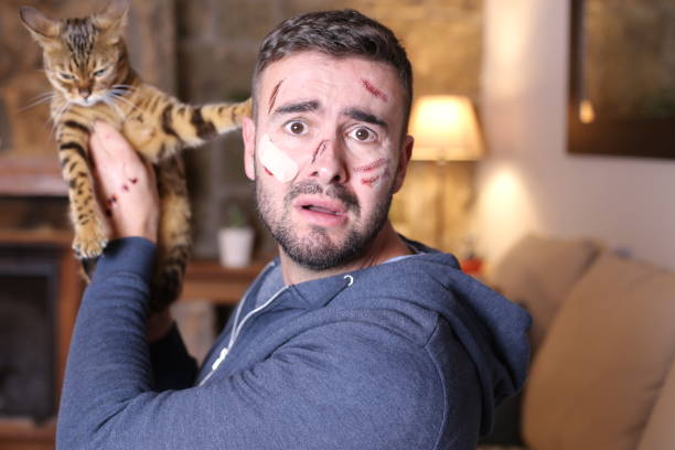 hombre con arañazos sosteniendo gato de bengala - cat fight fotografías e imágenes de stock