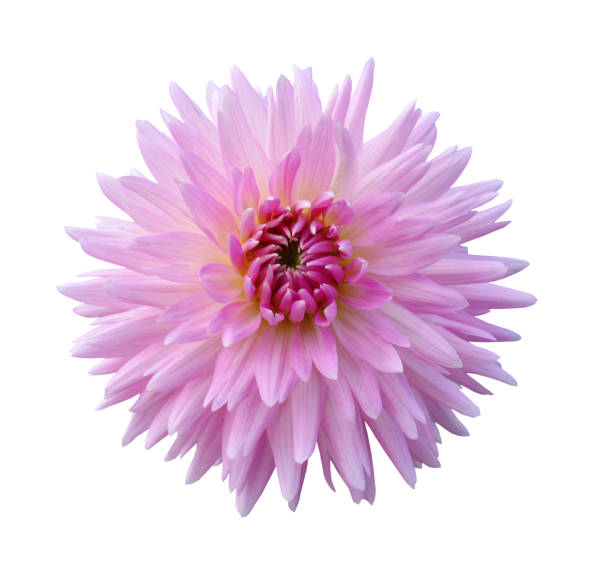 istock Pink dahlia Flower Isolated on White Background 1296029620