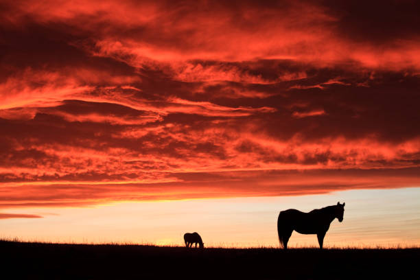 istock Two Horses on the Great Plains at Sunset 1296029653