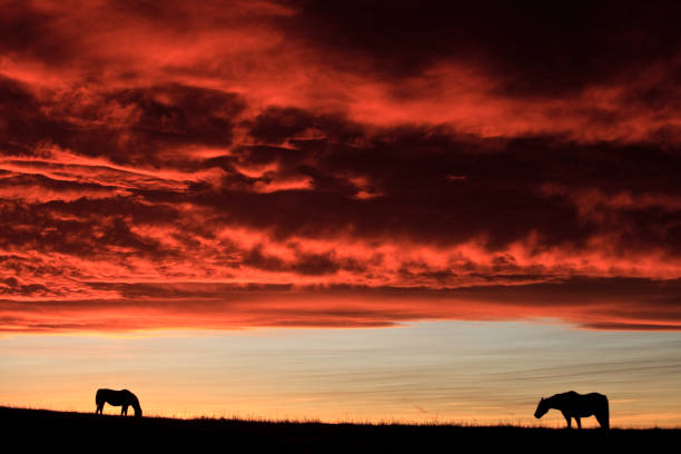 istock Two Horses on the Great Plains at Sunset 1296029665