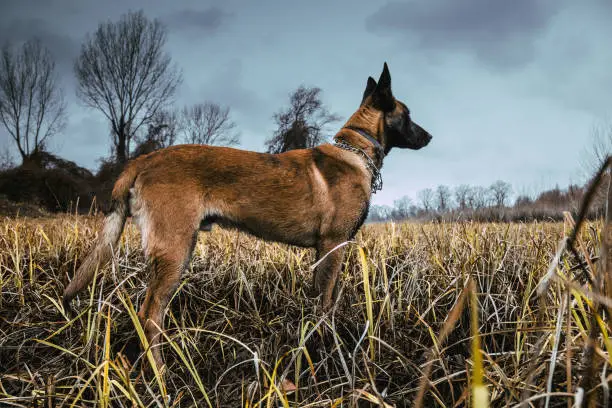 Belgian Malinois shepherd dog outdoor walking and running. Early winter overcast day, dry grass on river bank of Danube river