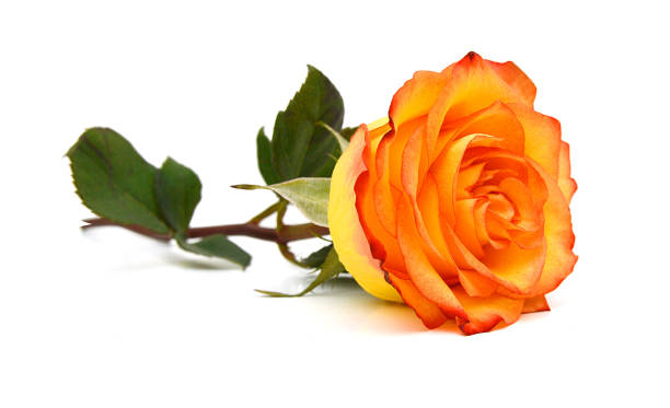 istock Yellow Rose-Rosa sp., This image is available for clipping work. 1296029819