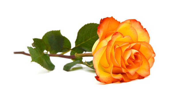 istock Yellow Rose-Rosa sp., This image is available for clipping work. 1296029829