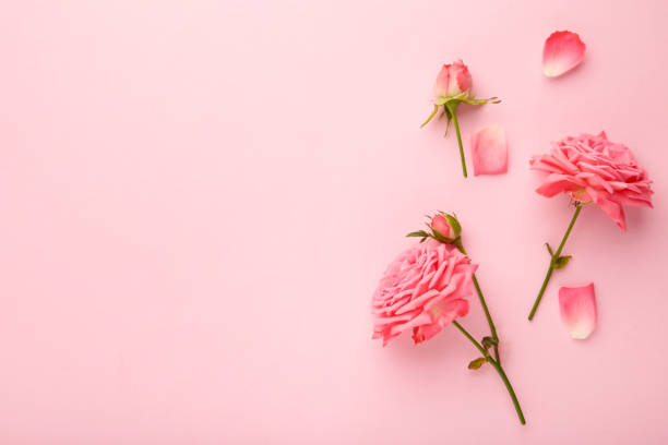 istock Pink rose flower on pink background. Spring concept 1296029909