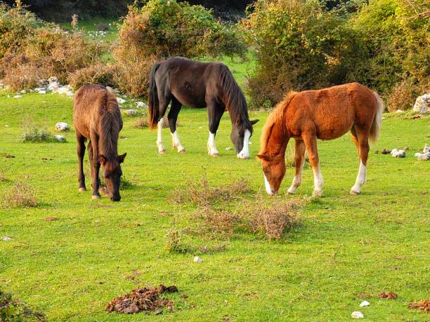 istock Horses By Nizar Jaber 1296030797