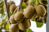 Close-up of ripe fruit of Kiwi (Actinidia chinensis or deliciosa), kiwifruit or Chinese Gooseberry. Beautiful kiwi on branches with leaves in Sochi orchard.