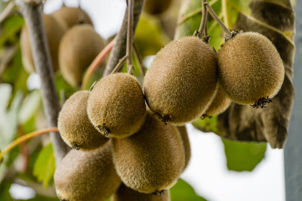 close-up de frutas maduras de kiwi (actinidia chinensis ou deliciosa), kiwifruit ou groselha chinesa. belo kiwi em galhos com folhas no pomar de sochi. - actinidia - fotografias e filmes do acervo