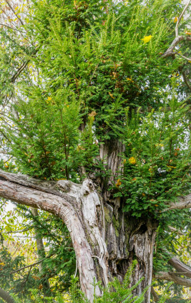 istock Old yew tree (Taxus baccata), broken in storm, overgrows with new shoots and is restored. Rare tree near Sochi. 1296031423