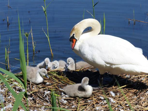 istock Swan mother with chick in nest, close-up 1296033900