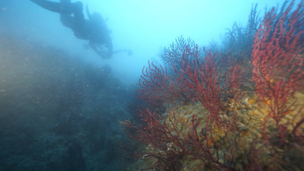 istock Scuba diver carrying underwater camera explores reefs 1296035269