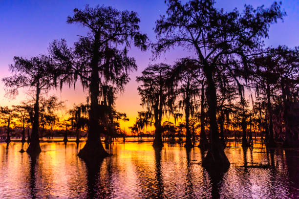 morning glow - cypress swamp fotografías e imágenes de stock