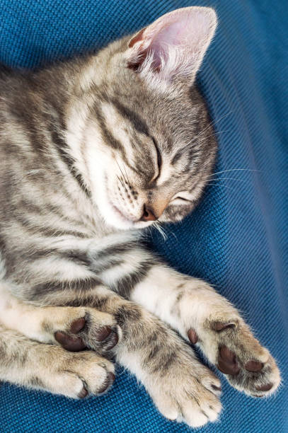 istock Grey small cat sleeping on the blue pillow. Close up. 1296035471
