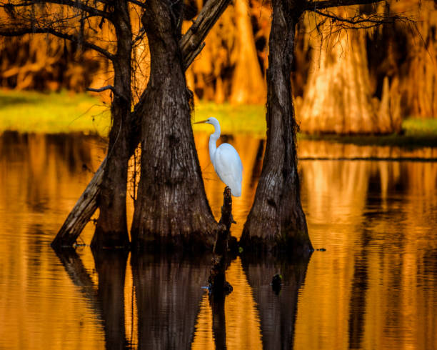 poleiro radiante - lago caddo - fotografias e filmes do acervo