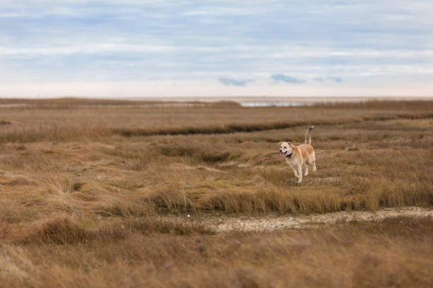 un cane giallo di razza mista corre gioiosamente fuori dal guinzaglio attraverso le erbe palustre - cape cod new england sea marsh foto e immagini stock