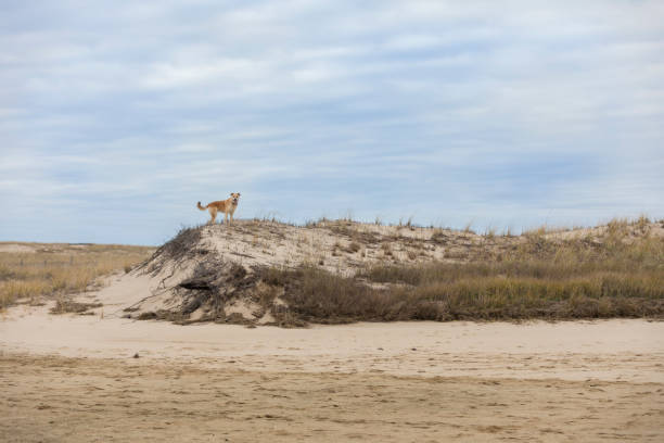 un perro amarillo de raza mixta se para en una duna de arena sin correa en cape cod - cape cod new england sea marsh fotografías e imágenes de stock