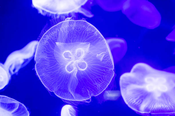 istock Blurry Colorful Jellyfishes floating on waters. Blue Moon jellyf 1296036730
