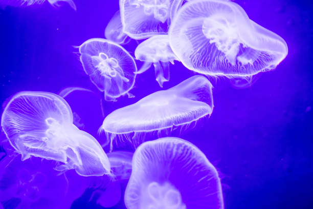 Blurry Colorful Jellyfishes floating on waters. Blue Moon jellyf in Singapore, Singapore