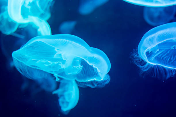 istock Blurry Colorful Jellyfishes floating on waters. Blue Moon jellyf 1296036739