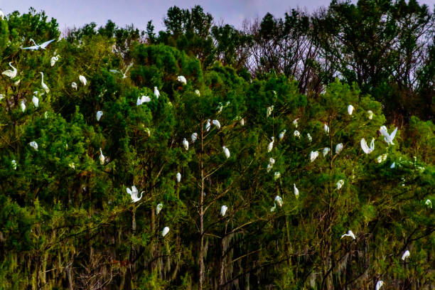 garça-de-galo - lago caddo - fotografias e filmes do acervo