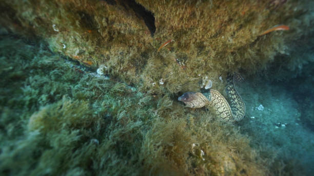 istock Eel swims between reefs under the sea 1296036857