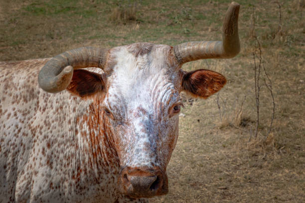 istock Texas Longhorn beef cattle calf standing in a pasture 1296036936