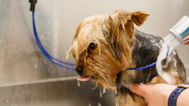 istock Dog getting washed at grooming salon and pet spa 1296037104