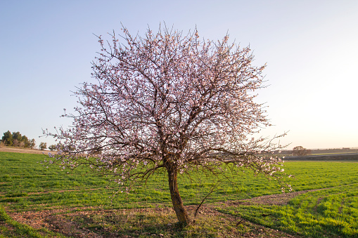 Prunus dulcis almond tree blooming in green springtime field