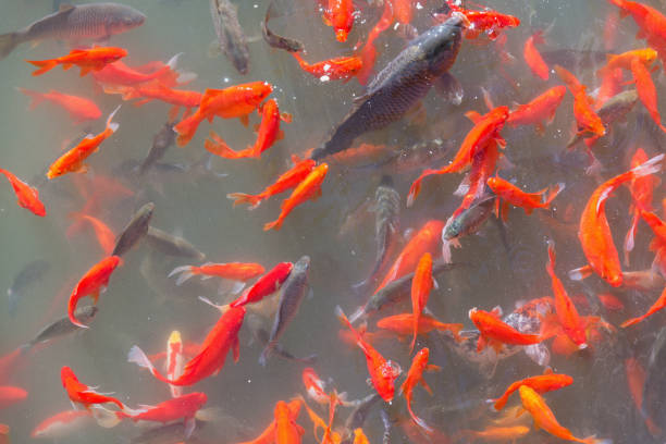 istock Colorful fish swim in the small lake. 1296038213