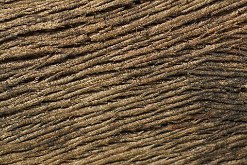 Detail of tree trunk bark, wood texture