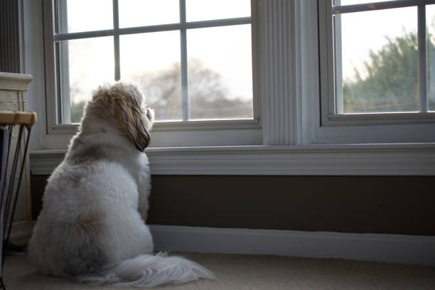 istock Small dog gazing through and interior window 1296038958