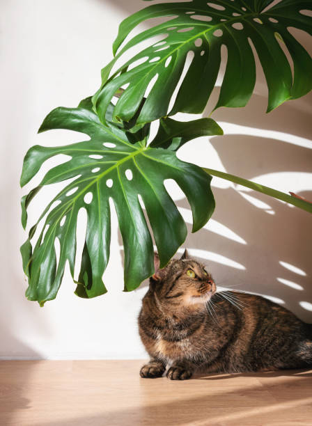Domestic cat lying under monstera leaves on white concrete wall background.