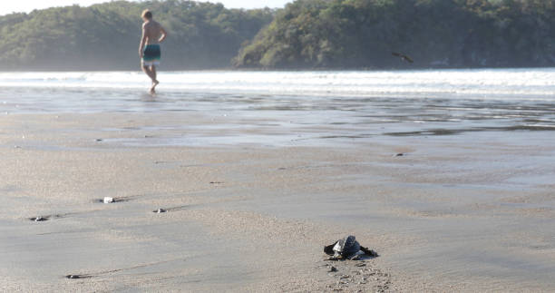 tortuga boba (caretta caretta) tropieza a lo largo de la playa de arena por la mañana - 32455 fotografías e imágenes de stock