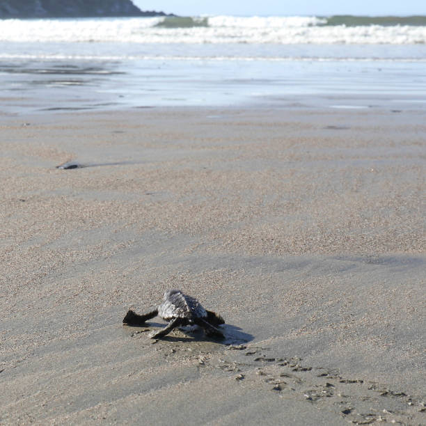 istock Baby Loggerhead turtle (Caretta caretta) stumbles along sandy beach in the morning 1296039220