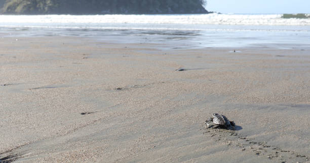 la tartaruga caretta caretta (caretta caretta) inciampa lungo la spiaggia sabbiosa al mattino - 32457 foto e immagini stock
